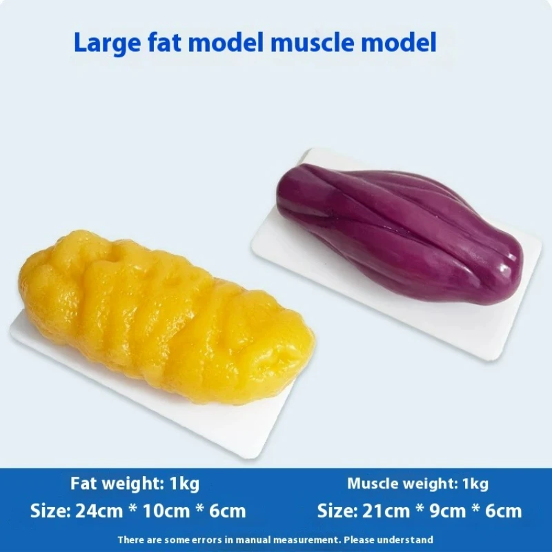 Nutrition Fitness Health - نماذج مقلدة للعضلات والدهون البشرية، نموذج